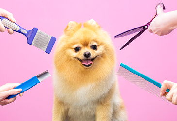 Pet Groomer